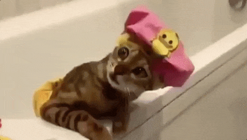 kitten shower cap