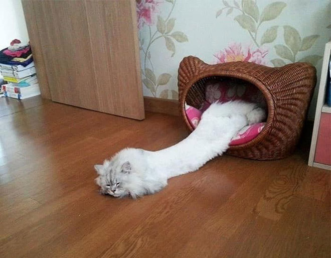 Melting cat.