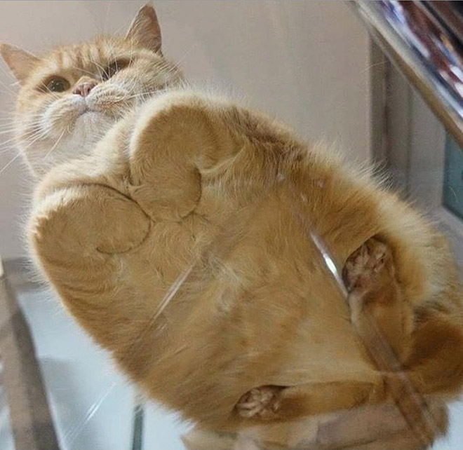 Melting cat.