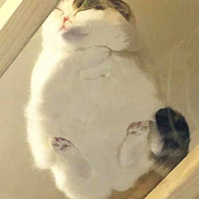 Melting cat.