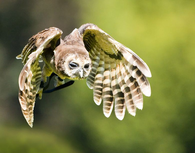 Hungover owl.