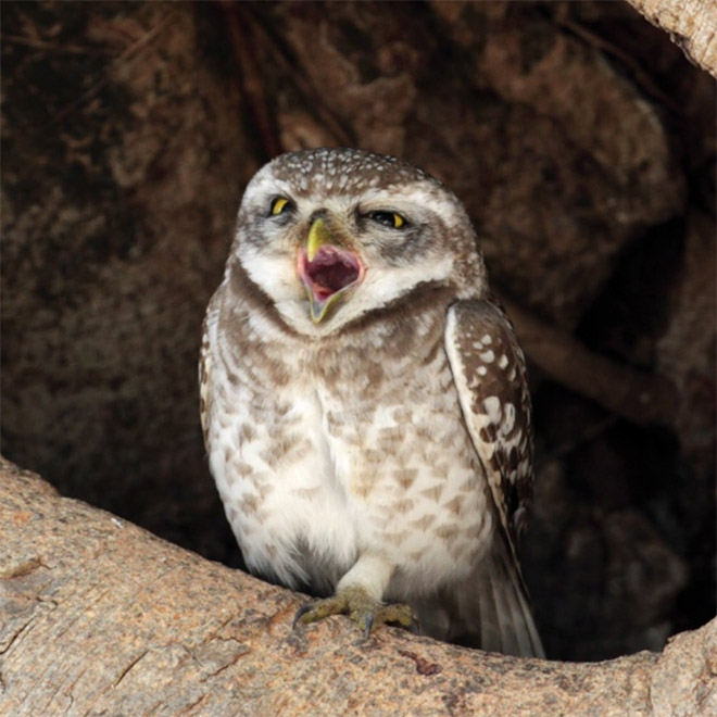 Hungover owl.