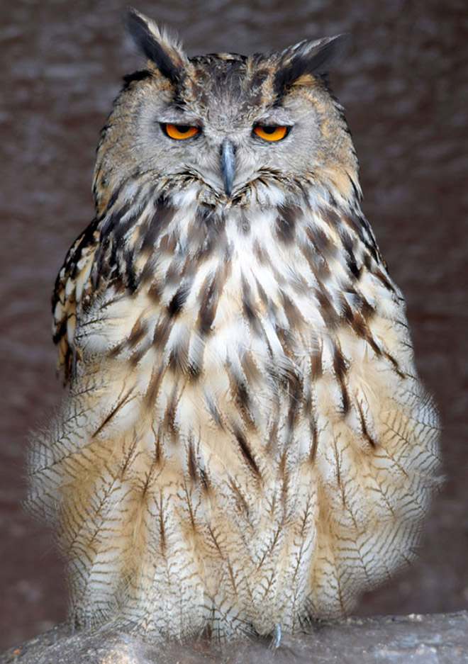 Hungover owl.