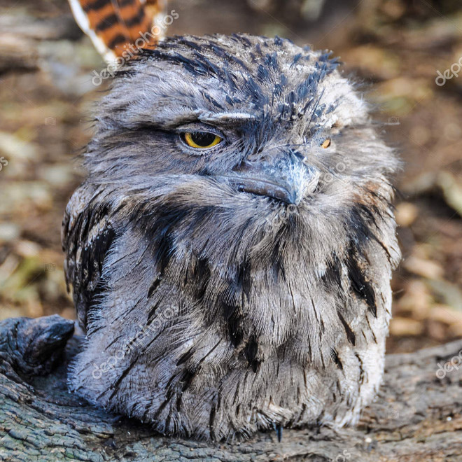 Hungover owl.