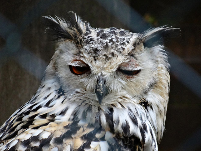 Hungover owl.