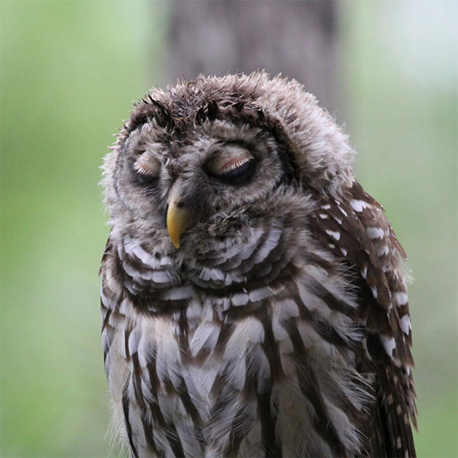 Hungover owl.