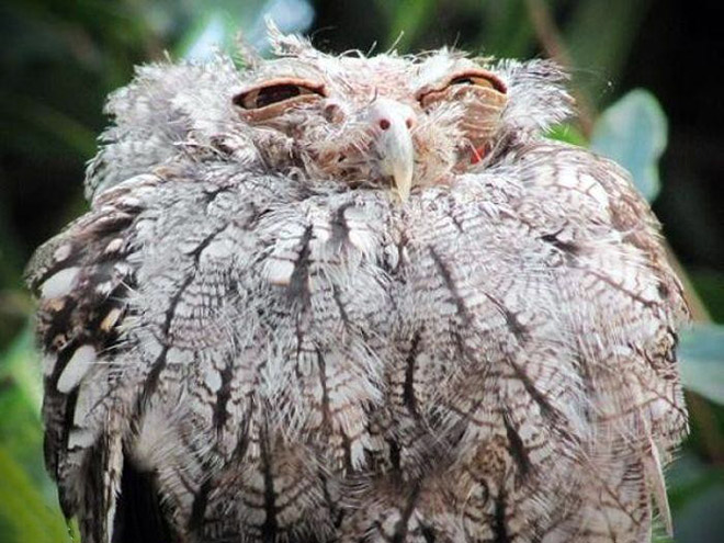 Hungover owl.