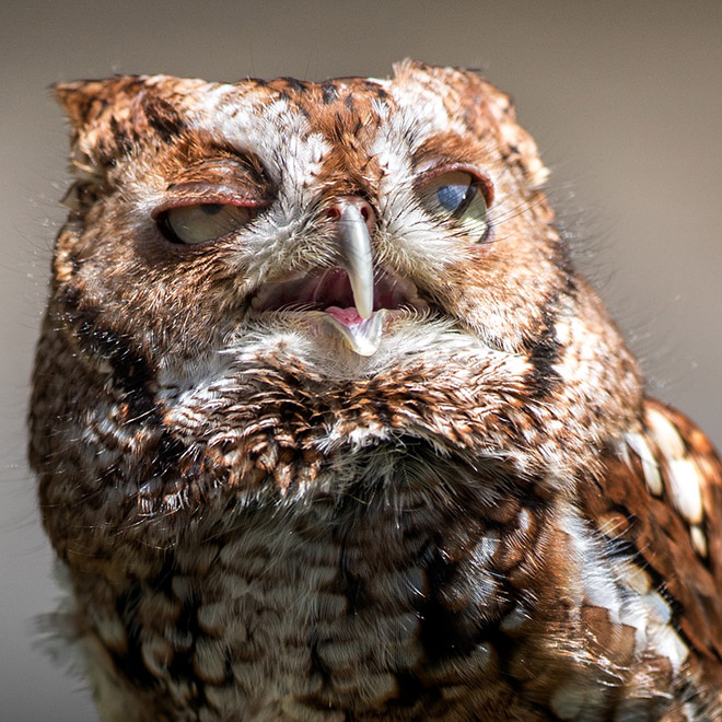 Hungover owl.