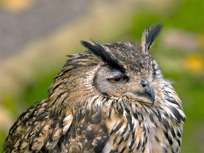 Hungover owl.