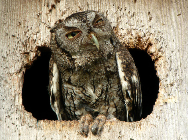 Hungover owl.