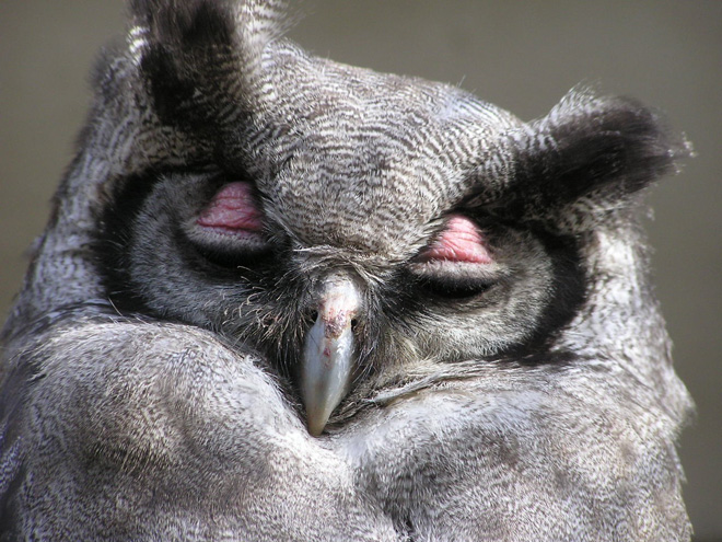 Hungover owl.