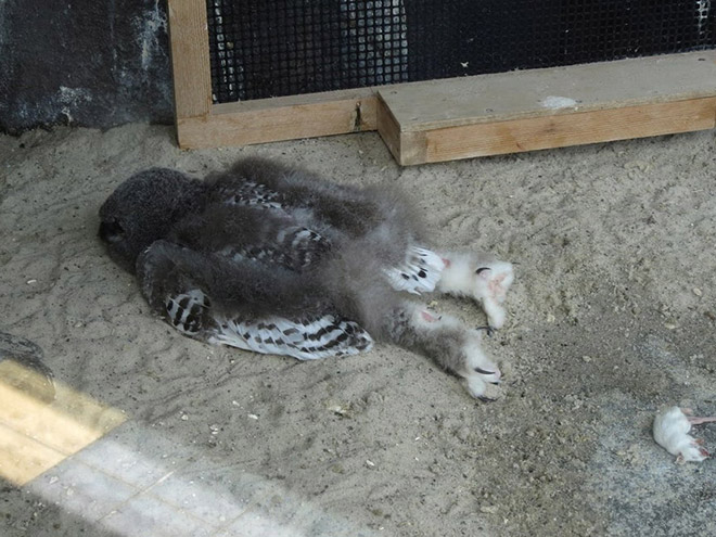 Sleeping baby owl.