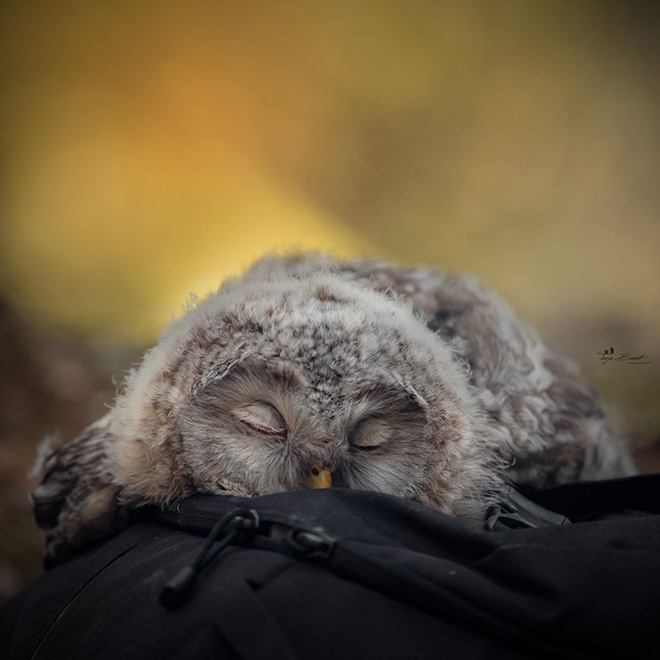  People  Are Finding Out That Some Owls Sleep With Their 