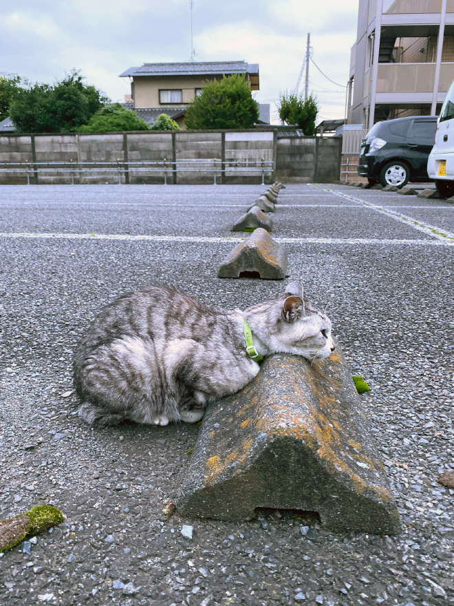 Cats sleeping on parking bumper pillows.