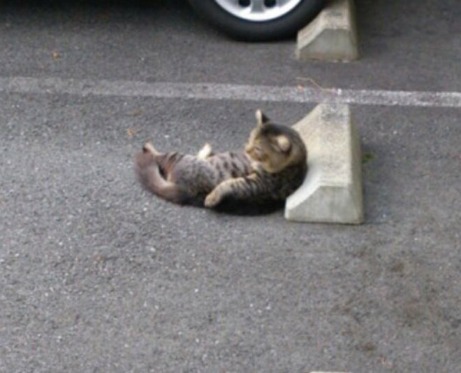 Cats sleeping on parking bumper pillows.