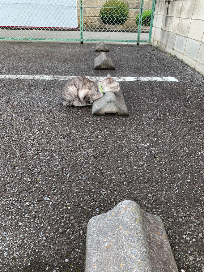 Cats sleeping on parking bumper pillows.