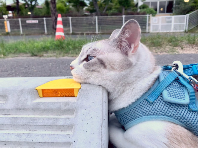 Cats sleeping on parking bumper pillows.