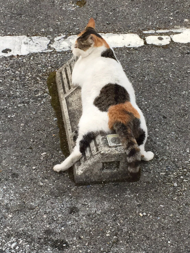 Cats sleeping on parking bumper pillows.