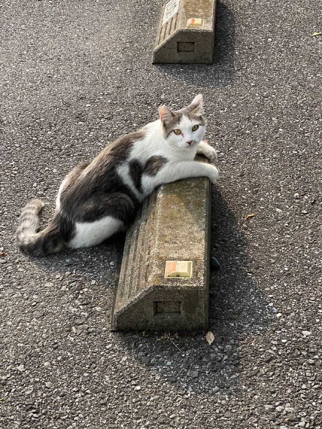 Cats sleeping on parking bumper pillows.