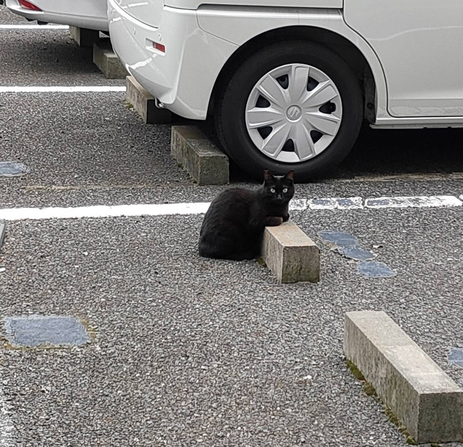 Cats sleeping on parking bumper pillows.