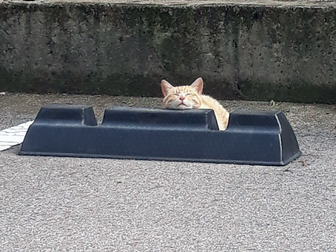 Cats sleeping on parking bumper pillows.