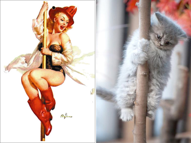 Pinup cat.