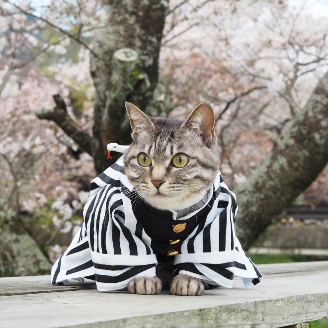 Herere some really cool anime cat costumes you dont want to miss   Photogallery  ETimes