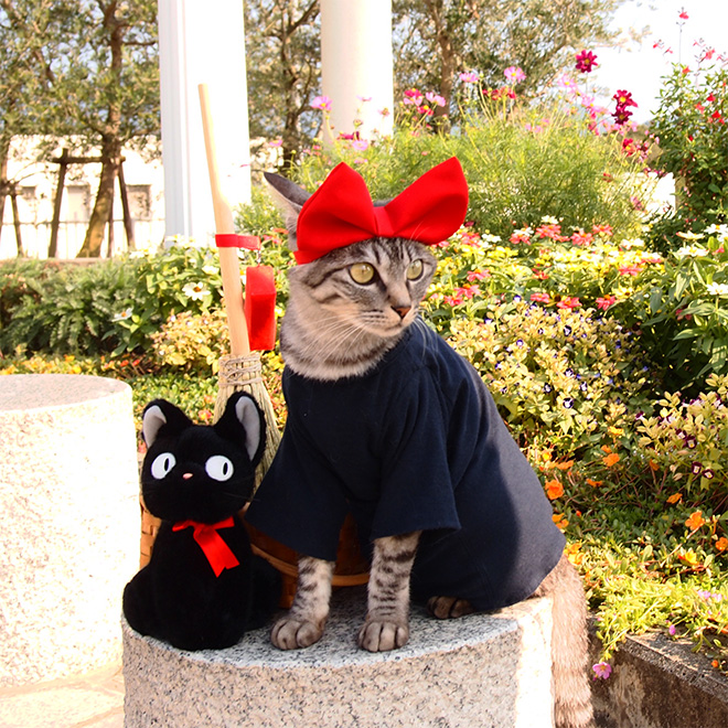 Herere some really cool anime cat costumes you dont want to miss The  Etimes Photogallery Page 26