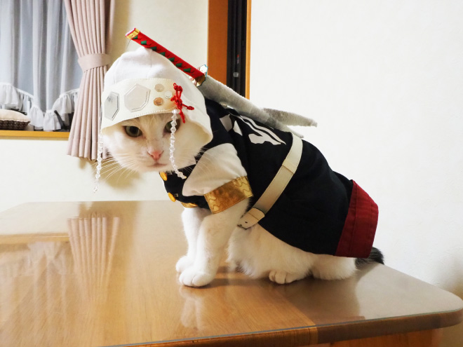 Anime cat.