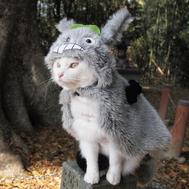 Cartoon Grey Cat Mascot Costume