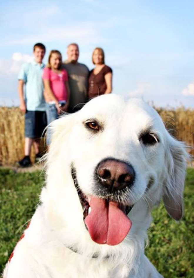 Epic Photobomb Dog