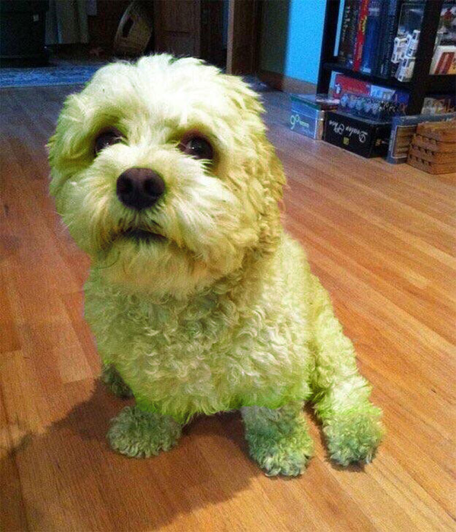 This picture is not photoshopped. Freshly cut grass will really turn your dog into The Hulk.