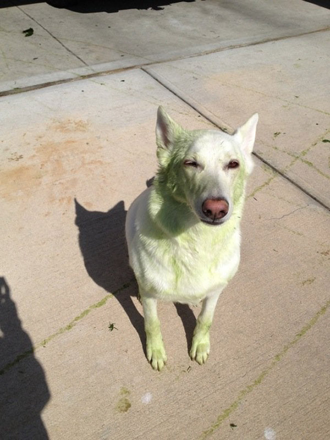 This picture is not photoshopped. Freshly cut grass will really turn your dog into The Hulk.