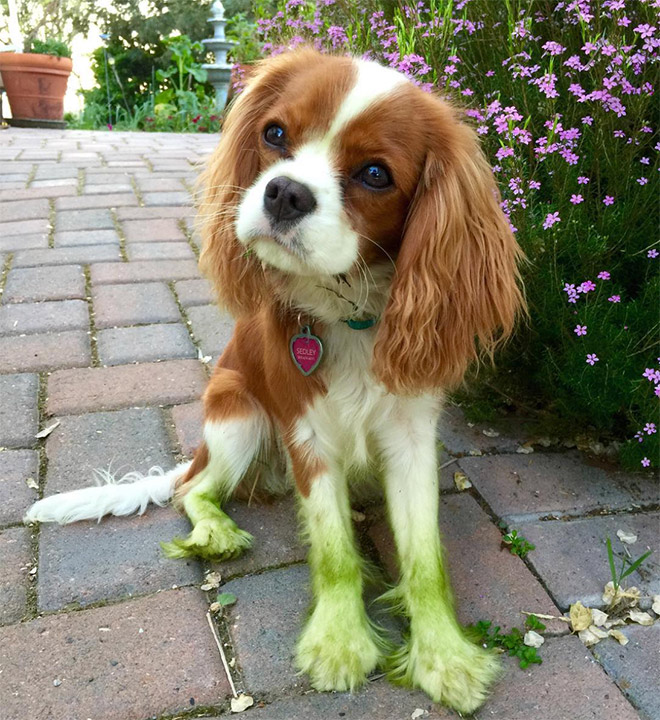 This picture is not photoshopped. Freshly cut grass will really turn your dog into The Hulk.