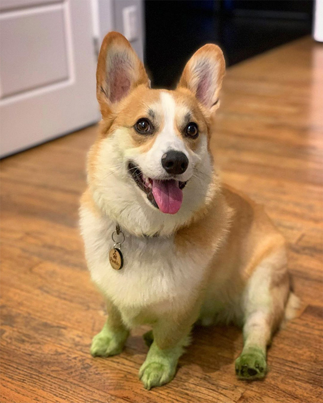 This picture is not photoshopped. Freshly cut grass will really turn your dog into The Hulk.