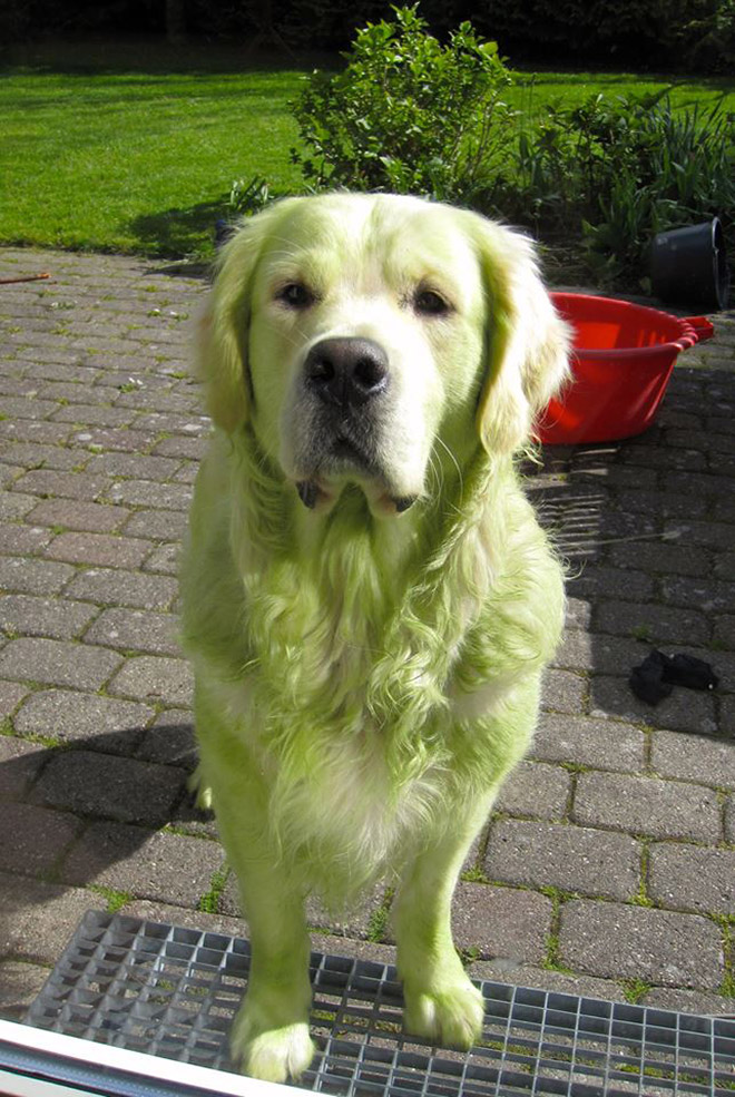 This picture is not photoshopped. Freshly cut grass will really turn your dog into The Hulk.