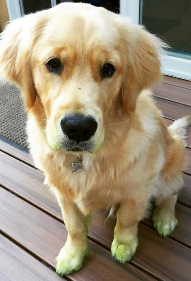 This picture is not photoshopped. Freshly cut grass will really turn your dog into The Hulk.