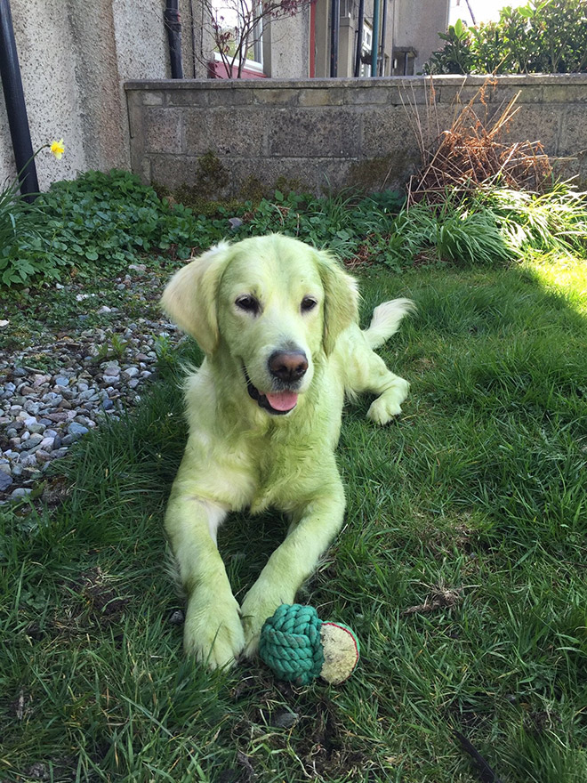 This picture is not photoshopped. Freshly cut grass will really turn your dog into The Hulk.