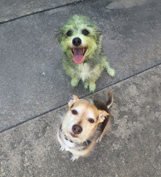 This picture is not photoshopped. Freshly cut grass will really turn your dog into The Hulk.