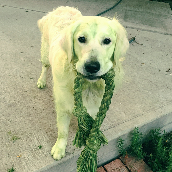 This picture is not photoshopped. Freshly cut grass will really turn your dog into The Hulk.