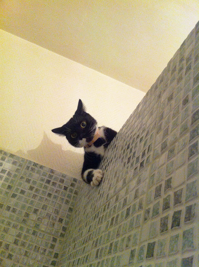Cats Really Don't Care About Your Privacy