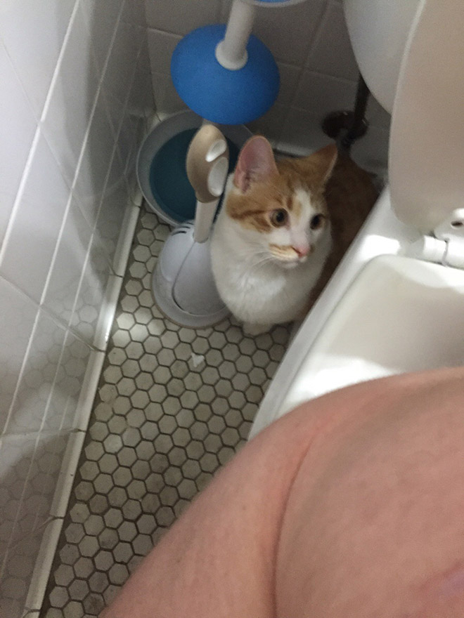 Cats Really Don T Care About Your Privacy