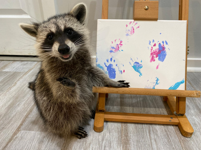 Raccoon painting.