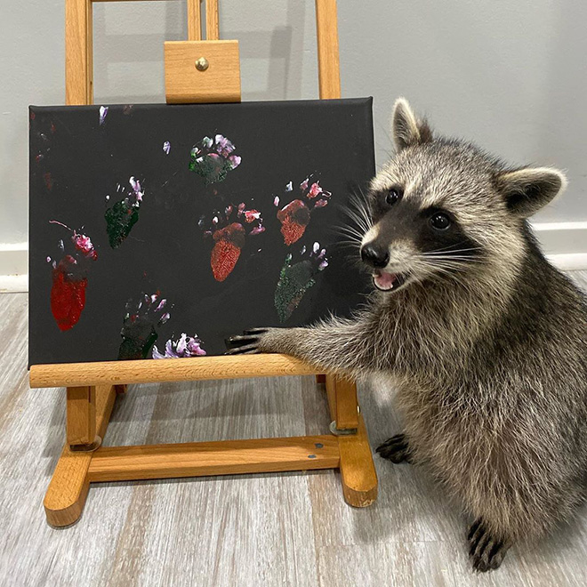 Raccoon painting.