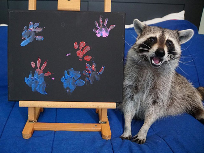 Raccoon painting.