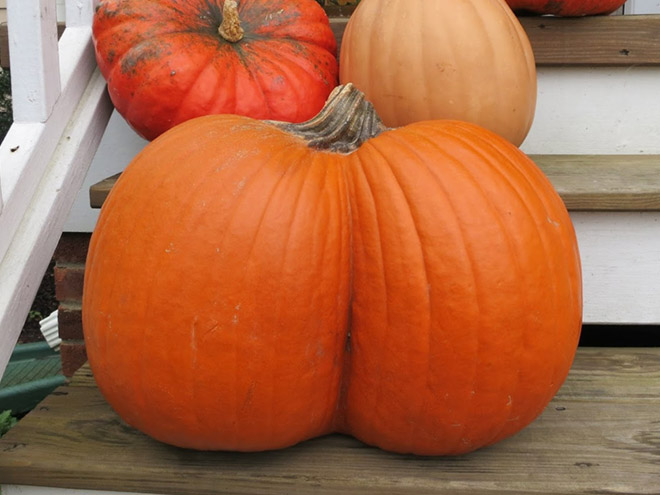 World S Greatest Gallery Of Pumpkins That Look Like Butts