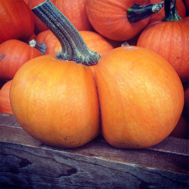 Beautiful pumpkin butt.