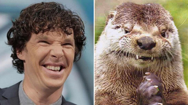 Rumors Confirmed: Benedict Cumberbatch Is Actually an Otter