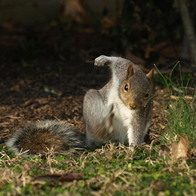 Superhero squirrel landing pose.