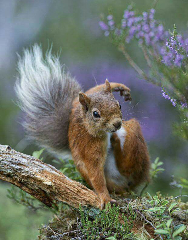 Superhero squirrel landing pose.